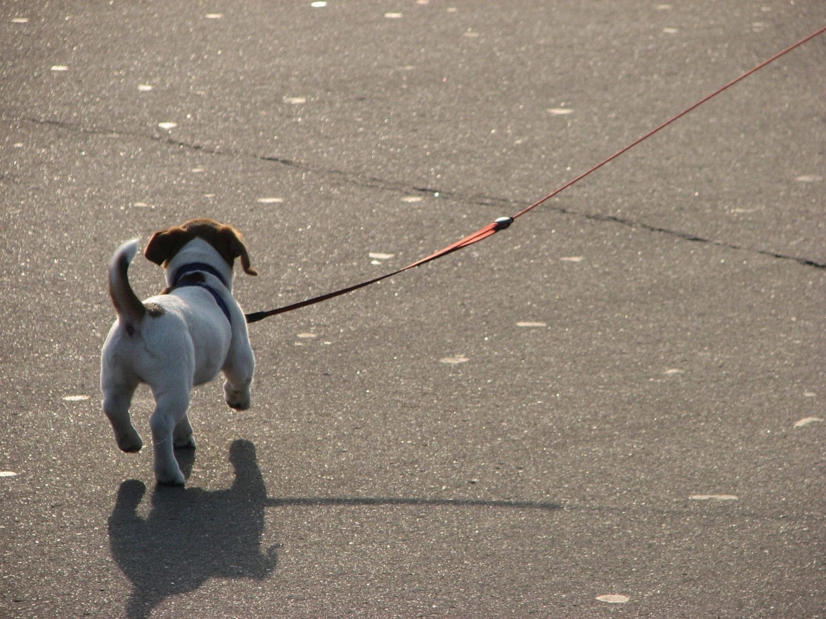 반려견 목줄. (기사 내용과 직접 관련 없는 참고 이미지) 123rf