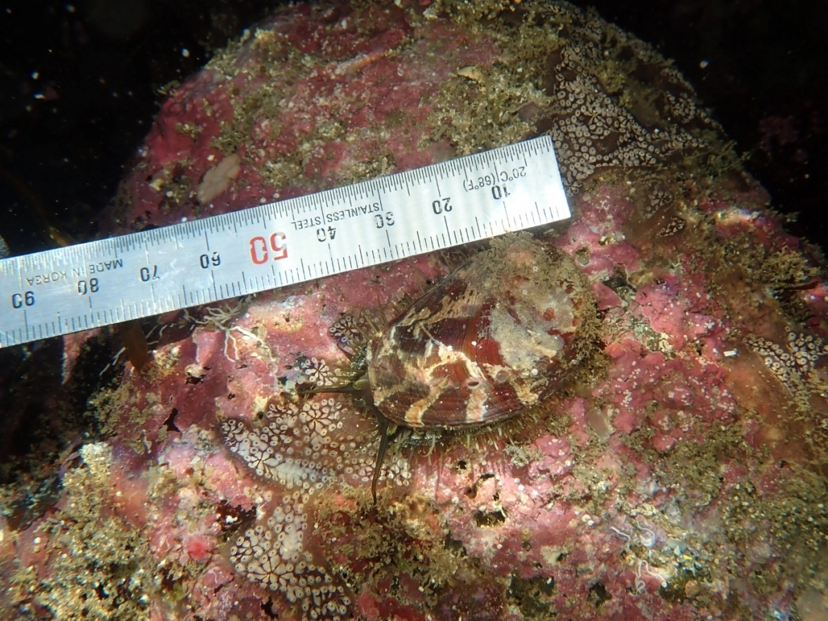 방류한 오분자기가 4㎝크기로 자란 모습. 제주도 제공