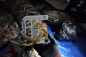 경북 포항서 대게 불법 포획한 70대 선장 검거…“몸길이 9cm 미만”