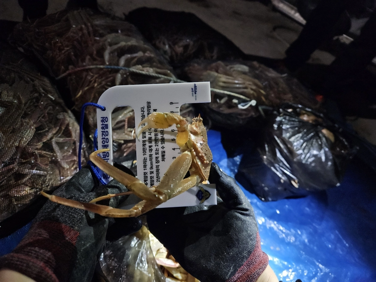 불법 포획한 체장 미달 대게. 포항해경 제공