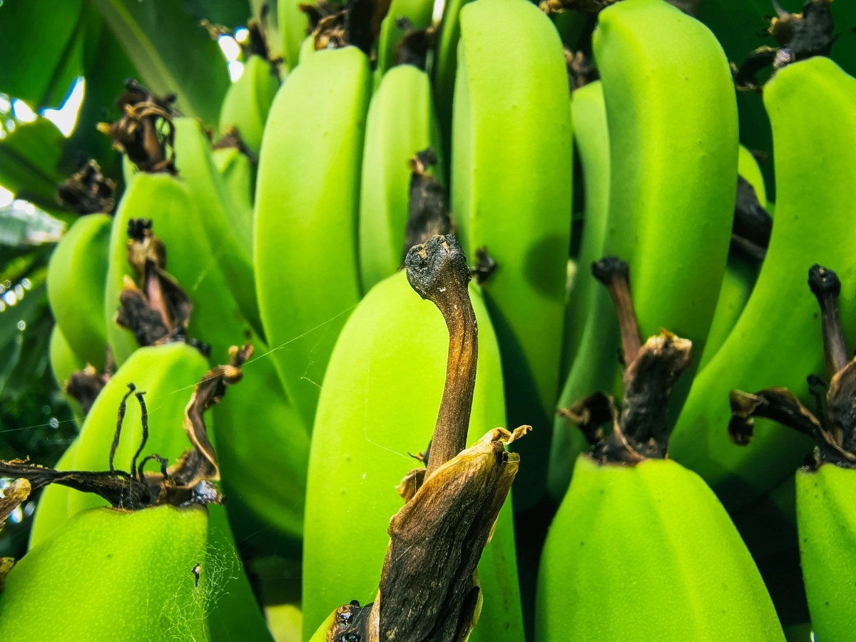 녹색 바나나. 123rf