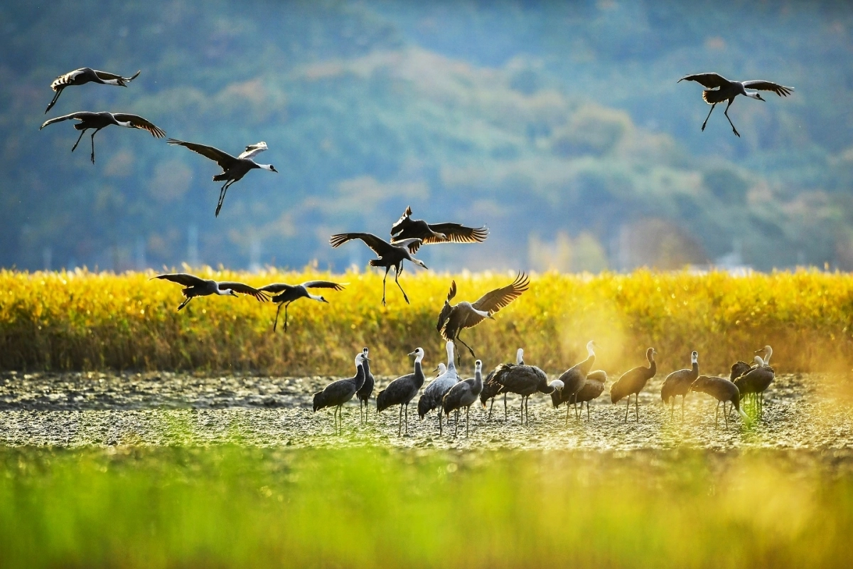 순천만습지를 찾은 흑두루미 떼