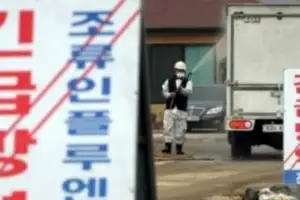 천안·아산 조류독감 비상…닭 3만마리 살처분