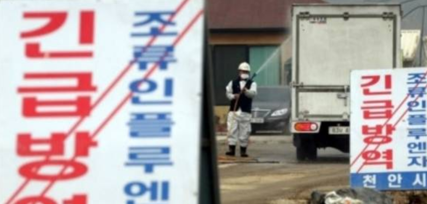 고병원성 조류인플루엔자 방역이 진행되고 있다. 서울신문DB