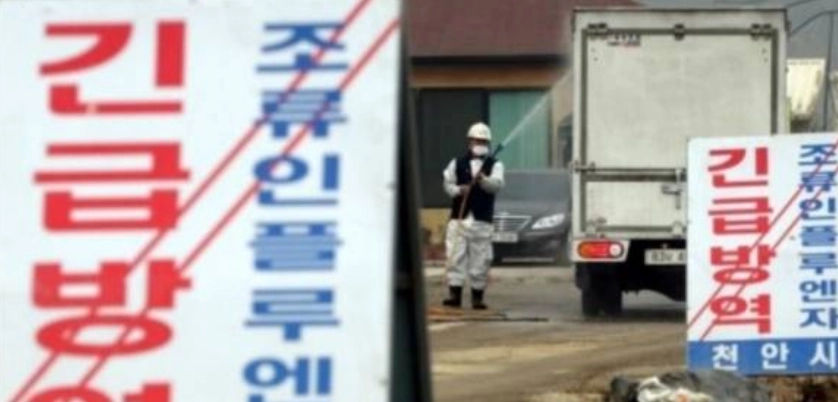 고병원성 조류인플루엔자 방역이 진행되고 있다. 서울신문DB