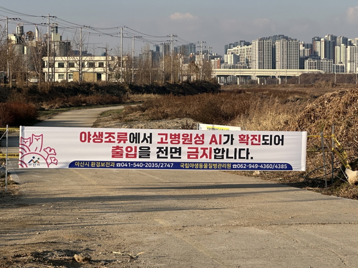 방역 당국이 야생조류 분변서 고병원성 AI 확진된 아산 봉강천 출입을 금지했다. 시 제공