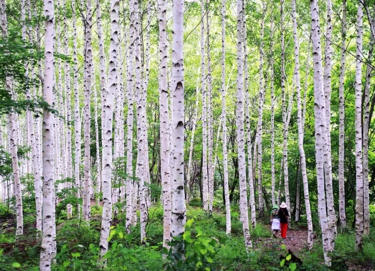 오는 2029년까지 ‘국립 영양 자작누리 치유의 숲 조성 사업’이 추진될 경북 영양의 자작나무숲 전경. 영양군 제공
