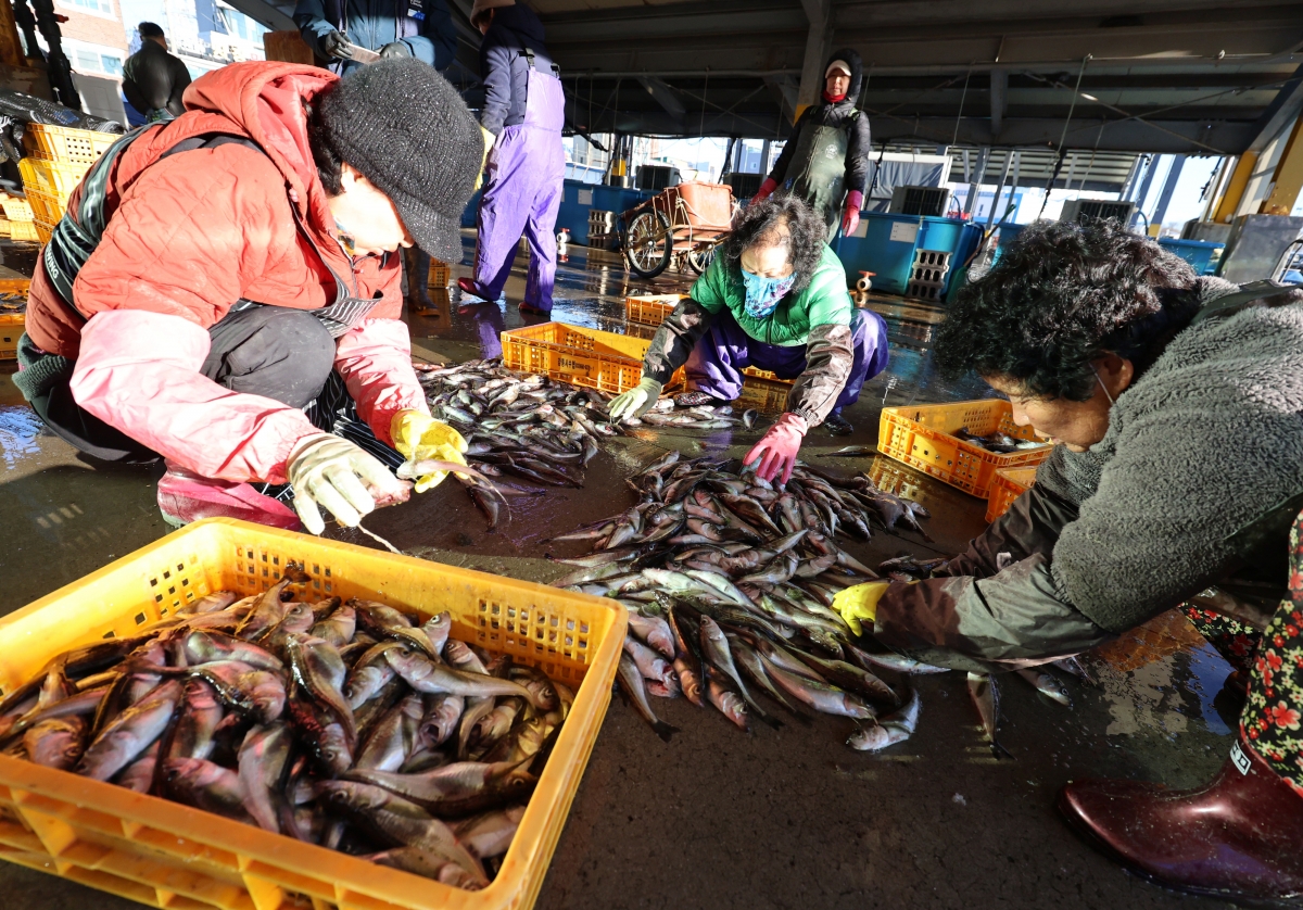 9일 강원 강릉시 주문진항에서 주민들이 어민들이 잡아 온 동해안 겨울철 별미 도루묵의 선별작업을 하고 있다. 2025.12.9
