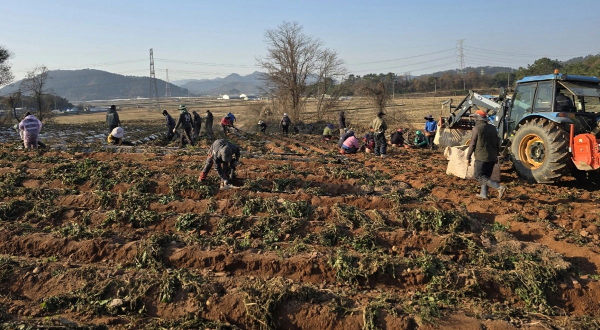 홍농청보리영농조합 공동영농 현장.