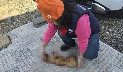 지난 9일 부산 강서구에서 훼손된 채 불에 탄 고양이 사체가 발견됐다. 자료 : 부산 동물사랑 길고양이보호연대