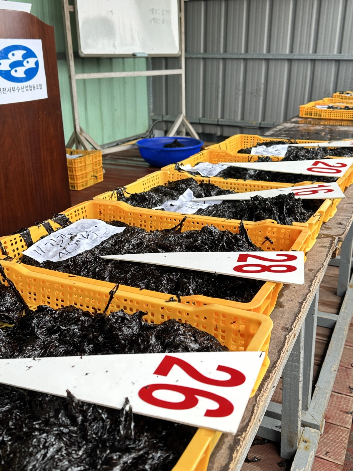 충남 서천서부수협 마량리 물김 위판장에서 출하를 시작하 물김. 서천군 제공