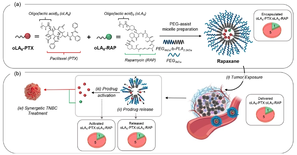 라팍산(Rapaxane)의 작동 모식도. 단국대 제공
