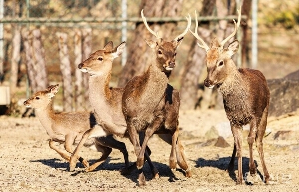 서울 노원구 육군사관학교에서 서식 중인 사슴 가족. 육사신보 캡처