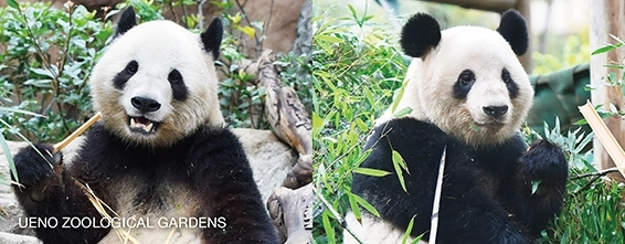 우에노동물원 홈페이지 캡처