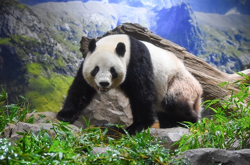 쌍둥이 판다 수컷 샤오샤오. 우에노동물원 홈페이지 캡처