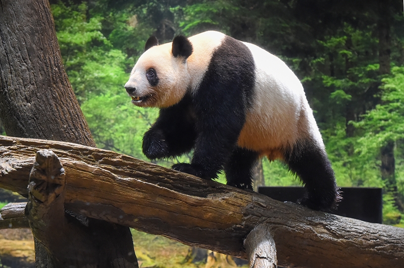 쌍둥이 판다 암컷 샤오샤오. 우에노동물원 홈페이지 캡처