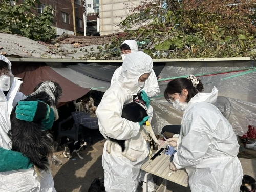 서울 노원구 관계자가 지난달 애니멀 호딩 가정에서 긴급 구조된 개들에게 백신을 접종하고 있다.   노원구 제공