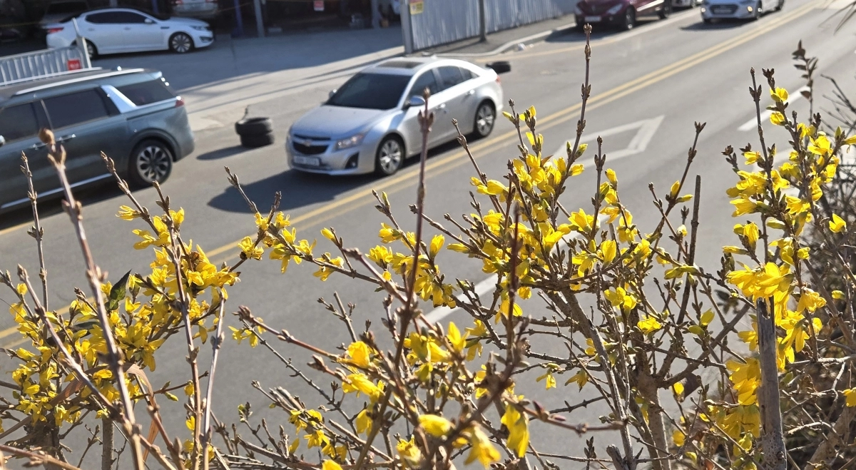 철 없는 개나리