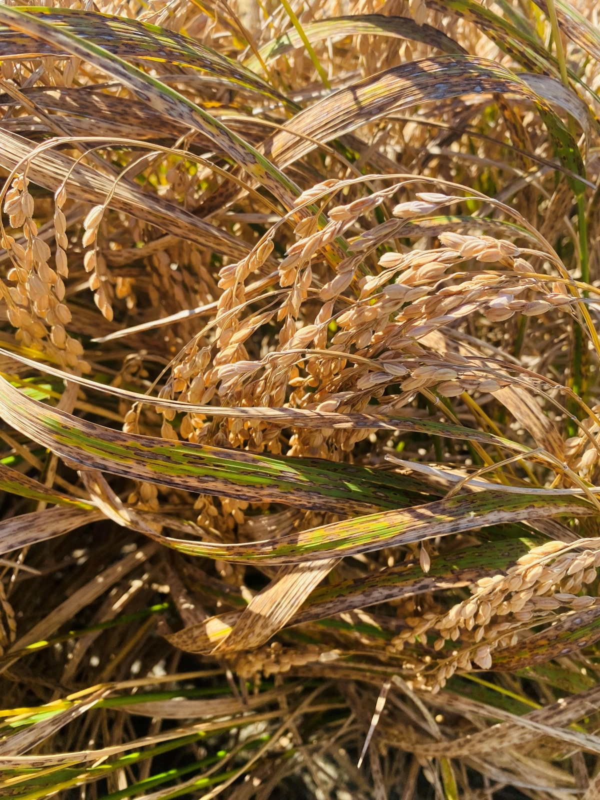 벼 깨씨무늬병 피해.