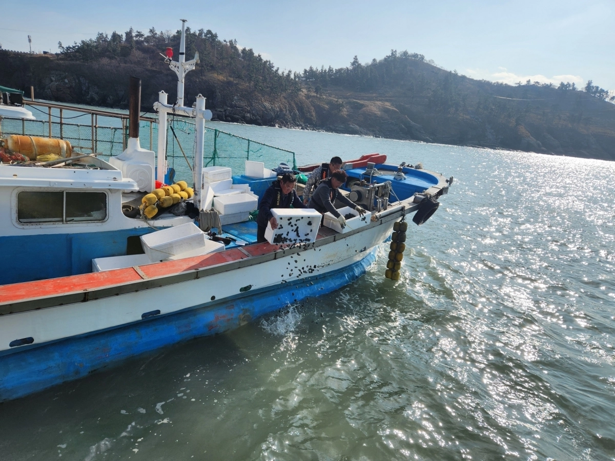 전남 영광군이 15일 낙월도 해역에 전복 종자 4만 마리를 방류했다. (영광군 제공)