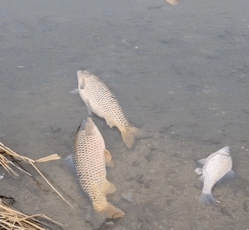 물고기 집단 폐사 현장. 연합뉴스