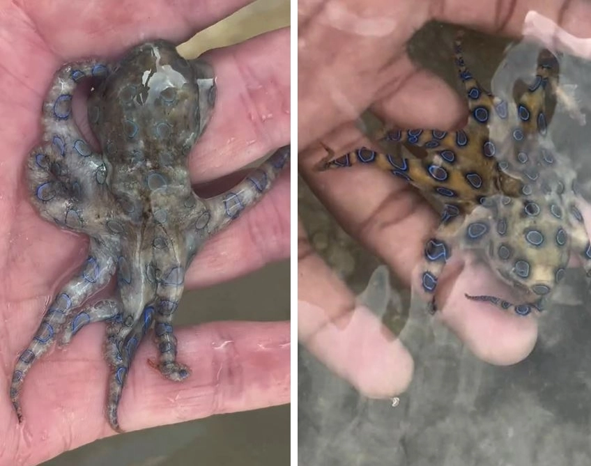 앤드루 맥코넬이 소셜미디어(SNS)에 올린 영상 속 ‘아기 문어’. 알고 보니 성인 26명을 죽일 수 있는 맹독을 지닌 푸른고리문어였다. 인스타그램 캡처