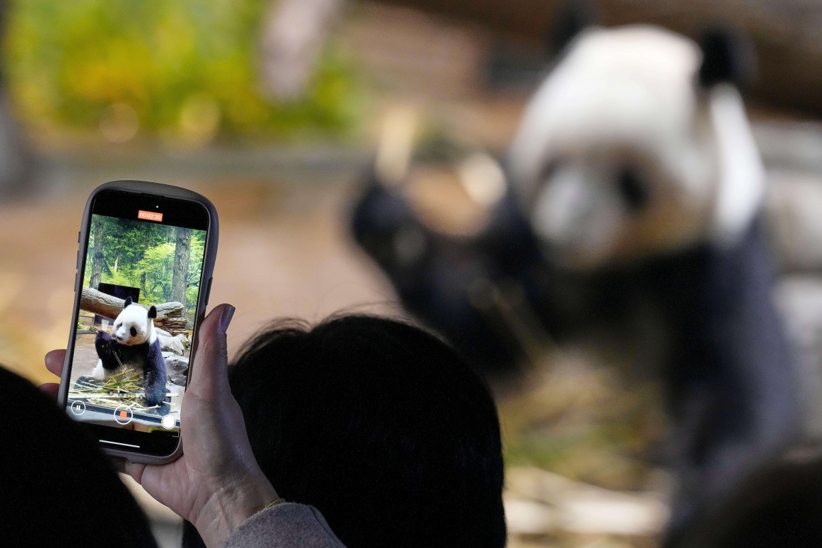 16일 일본 도쿄 다이토구 우에노 동물원 입구를 찾은 한 관람객이 쌍둥이 자이언트 판다 중 암컷인 ‘레이레이’의 모습을 스마트폰 카메라에 담고 있다. 2025.12.16 도쿄 AP 뉴시스