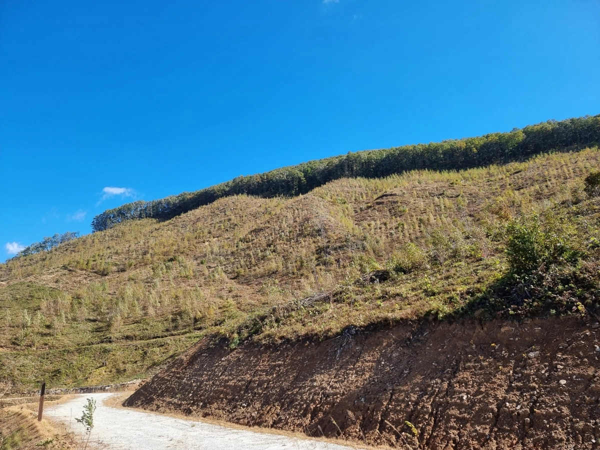 거창 자작나무 숲 조림지. 2025.12.19. 거창군 제공