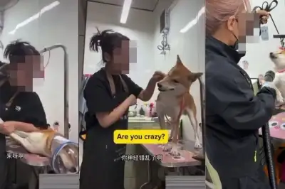 “일본은 항복했잖아” 中애견미용사, 시바견 학대 영상 논란