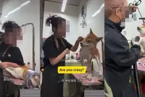“일본은 항복했잖아” 中애견미용사, 시바견 학대 영상 논란