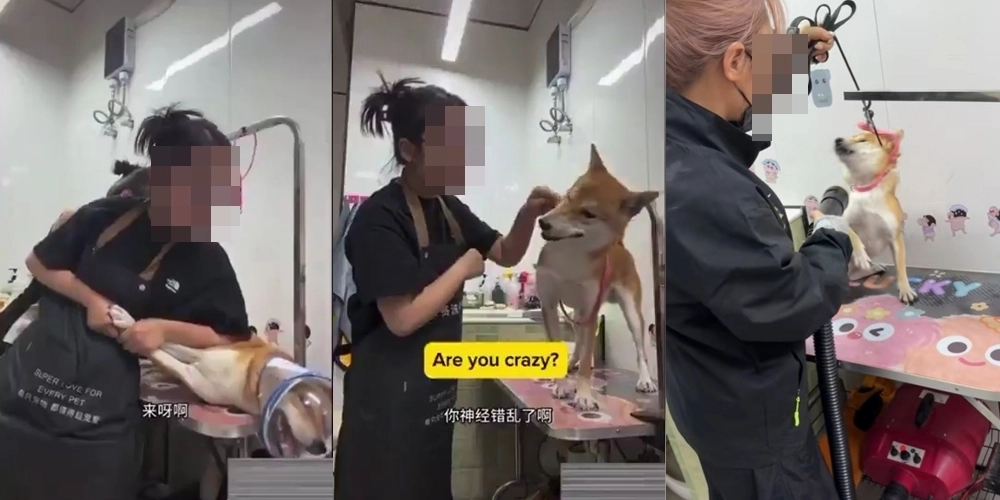 중국 장쑤성의 애견미용사이자 인플루언서인 ‘총총’이 일본 품종 시바견을 거칠게 다루는 모습. 더우인·엑스(X) 캡처