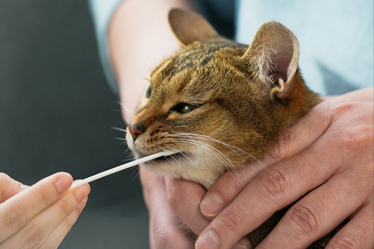 제주에 본사를 둔 펫테크 기업 피터페터가 반려동물 유전자 검사 서비스로 대만시장 진출에 성공했다. 사진은 키트로 반려묘의 유전자를 검사하는 모습. 제주창조경제혁신센터 제공