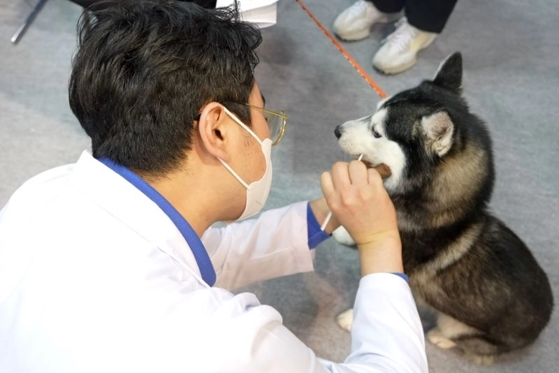 키트로 반려견 유전자 검사를 하고 있는 모습. 제주창조경제혁신센터 제공