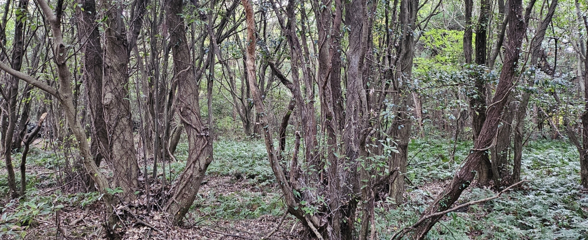 제주시 한경면 저지리 저지곶자왈의 모습. 제주 강동삼 기자