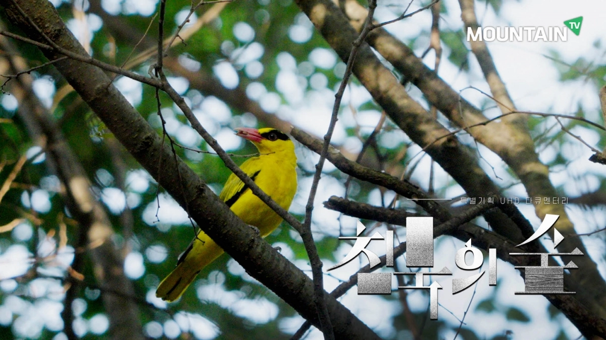 생물다양성 감소로 흔들리는 생태계의 현실을 ‘소리’라는 감각을 통해 들여다본 ‘침묵의 숲’이 오는 27일 방영된다. 마운틴TV 제공
