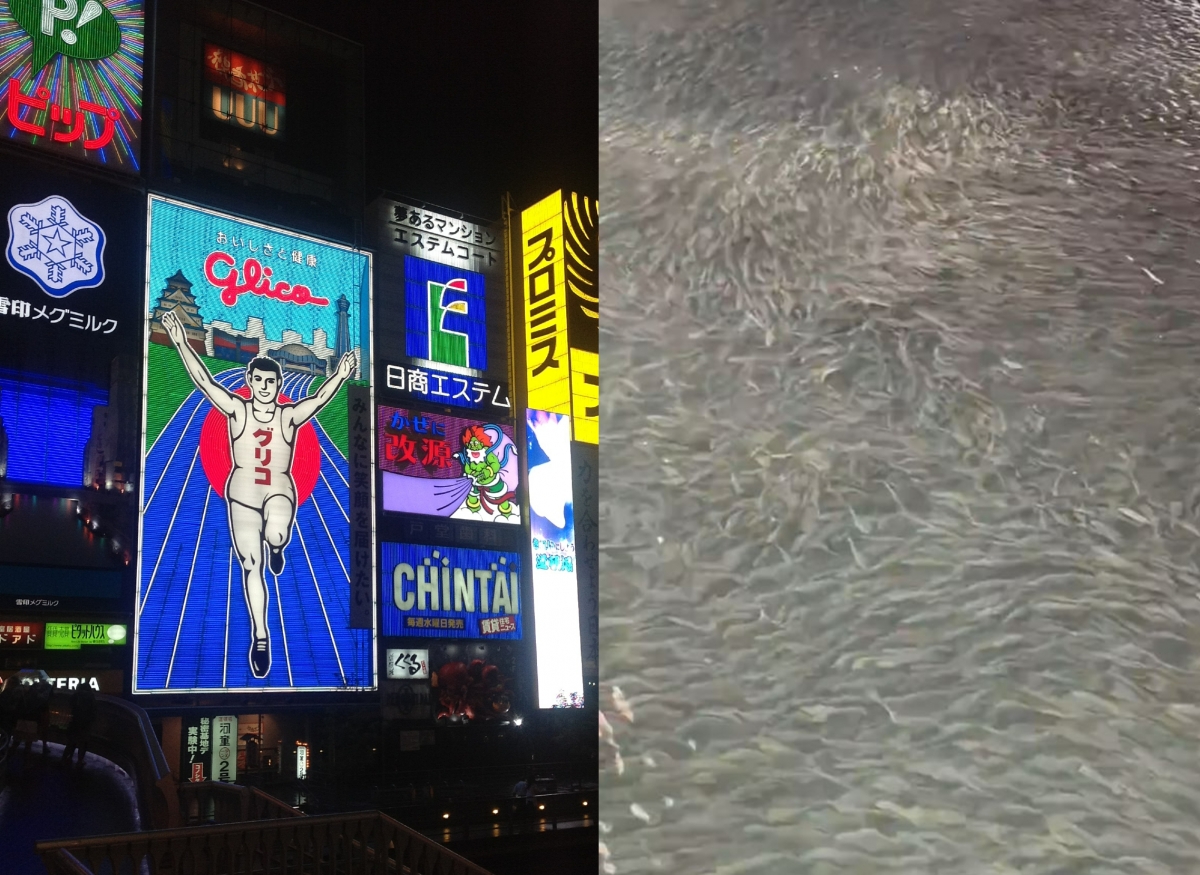 일본 오사카 유명 관광지인 도톤보리의 글리코 네온사인(왼쪽)과 도톤보리강을 가득 메운 물고기 떼. 픽스히어·엑스(X)