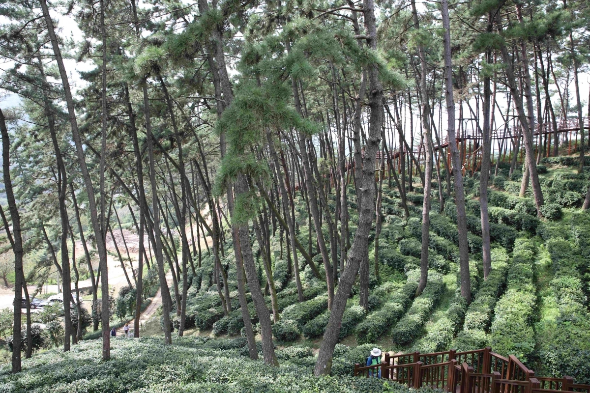 국가 산림문화자산으로 지정된 전북 익산 함라산 야생차 군락지. 산림청 제공
