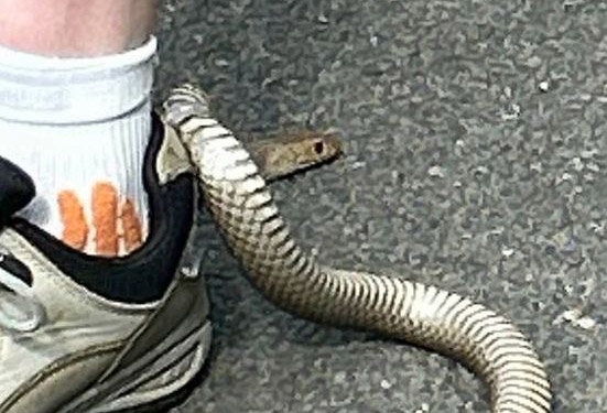 Reptile Relocation Sydney 제공