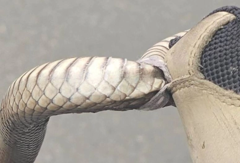 Reptile Relocation Sydney 제공