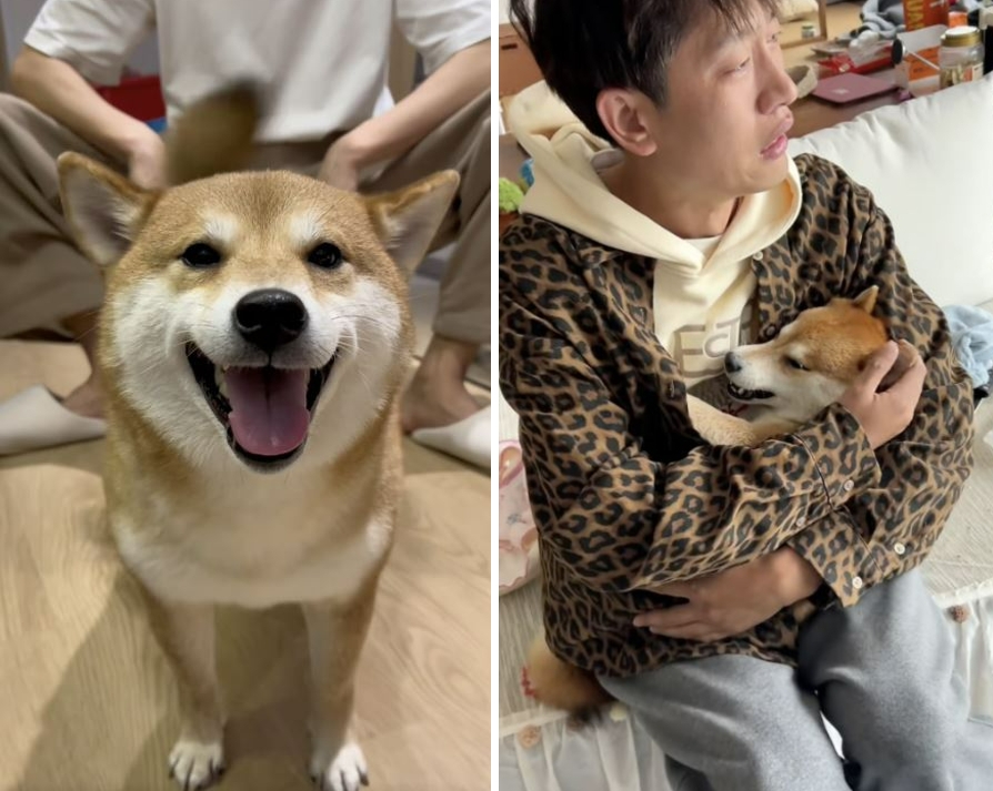 사랑스러운 미소로 수십만 명의 사랑을 받으며 인터넷 스타가 된 시바견 페파(왼쪽)와 죽은 페파를 품에 안고 있는 주인의 모습. 레드노트 캡처