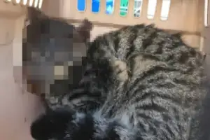 thumbnail - “길고양이들 머리에 방화, 불에 타 뭉개졌다”…잔혹 학대에 현상금