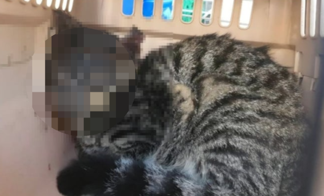 대전에서 학대가 의심되는 길고양이들이 잇따라 발견돼 경찰이 수사에 나섰다. 사진은 9월 30일 대전의 한 상가 주차장에서 머리에 화상을 입은 채 구조된 길고양이. 2025.12.29 동물권단체 케어 자료