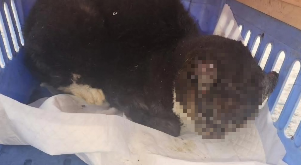 대전에서 학대가 의심되는 길고양이들이 잇따라 발견돼 경찰이 수사에 나섰다. 사진은 12월 15일쯤 대전의 한 상가 주차장에서 머리에 화상을 입은 채 구조된 길고양이. 2025.12.29 동물권단체 케어 자료