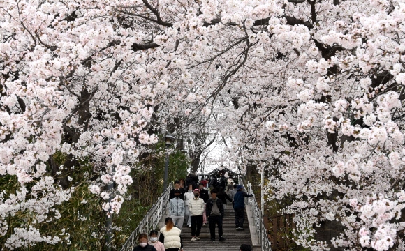 강원 강릉시는 2026~2027년을 강릉방문의해로 지정했다. 사진은 봄철 벚꽃축제가 열리는 강릉 남산공원. 연합뉴스