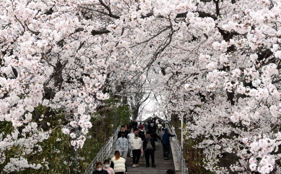강원 강릉시는 2026~2027년을 강릉방문의해로 지정했다. 사진은 봄철 벚꽃축제가 열리는 강릉 남산공원. 연합뉴스