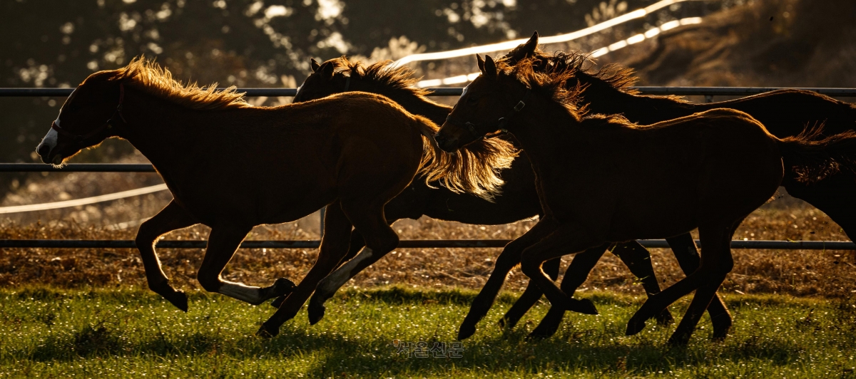 제주 초원을 가르는 ‘절따말’