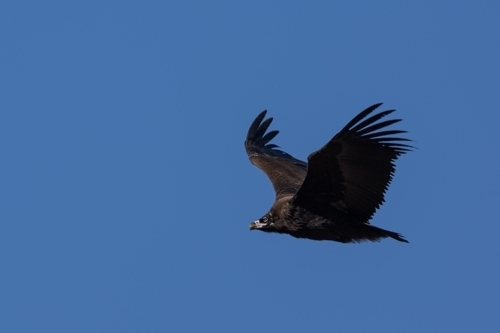 세밑 한파가 기승을 부린 31일 경기도 파주시 임진각 상공에서 독수리가 힘차게 비행하고 있다. 2026년 대한민국도 불확실성을 극복하고 정치복원과 경제회생을 통한 재도약의 원년이 되기를 소망해본다. 연합뉴스