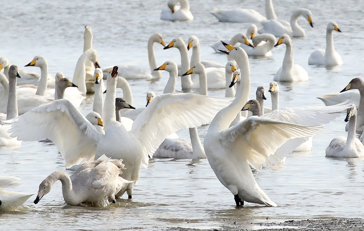 낙동강에서 겨울 나는 큰고니