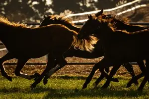 제주 초원을 가르는 ‘절따말’