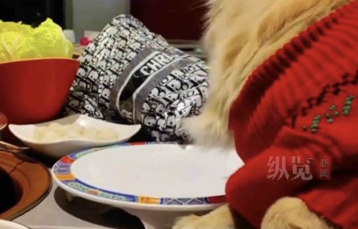 중국 유명 훠궈 식당 테이블에 앞발을 올린 채 접시의 음식을 먹고 있는 개. 중국 QQ닷컴 캡처